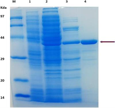 Man/Cel5B, a Bifunctional Enzyme Having the Highest Mannanase Activity in the Hyperthermic Environment